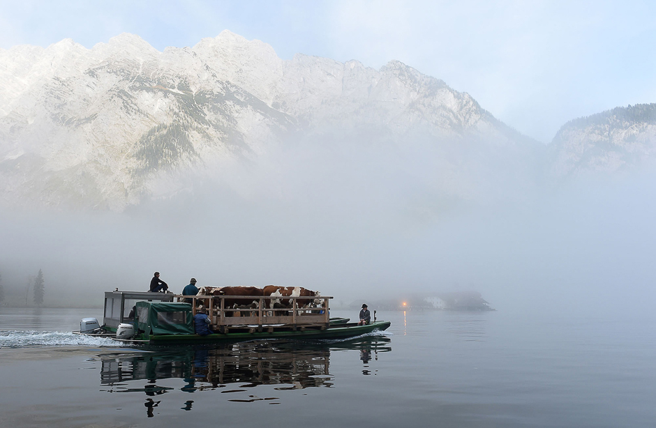 Farmers and their cattle cross the Koenigs lake on a float during the so-called 