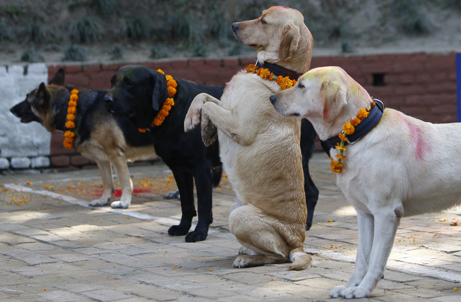 Nepalese police dogs pose as their handlers salute them during an event to mark the Tihar festival at the Central Police Dog Training School in Kathmandu. PHOTO: AFP