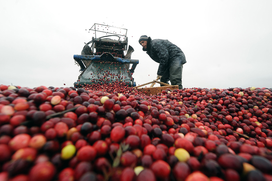 Belarussians harvest cranberries in the village of Selishche, some 290 km south of Minsk, on October 12. PHOTO: AFP