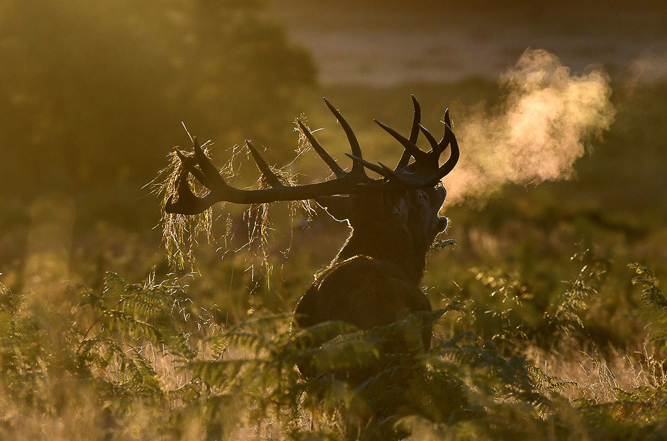 A male deer barks at dawn during the annual deer rutting season at Richmond Park in London on October 9. PHOTO: REUTERS