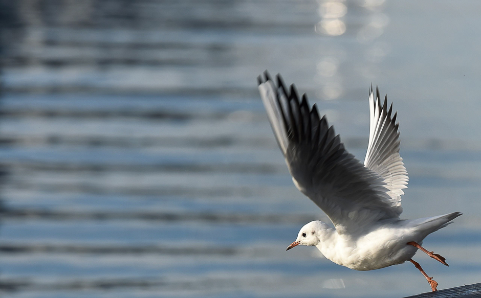 A sea gull takes off near the lake Ammersee in Herrsching, southern Germany, during sunny autumn weather with temperatures by 15 degrees. PHOTO: AFP