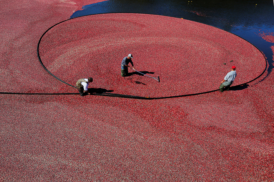 Workers harvest cranberries from one of third-generation farmer Larry Harju's bogs in Carver, Massachusetts, on October 14. PHOTO: REUTERS