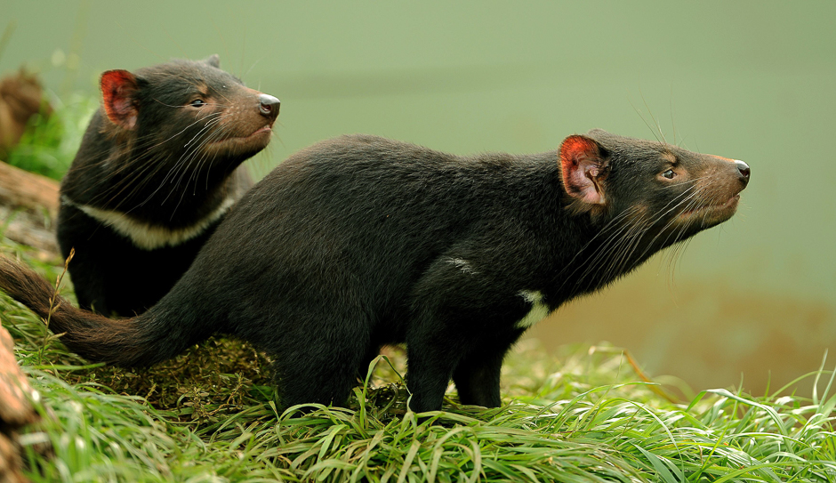 This file picture shows two 14 month old Tasmanian Devils exploring their enclosure at Devil Ark in the Barrington Tops area of Australia's New South Wales state. PHOTO: AFP