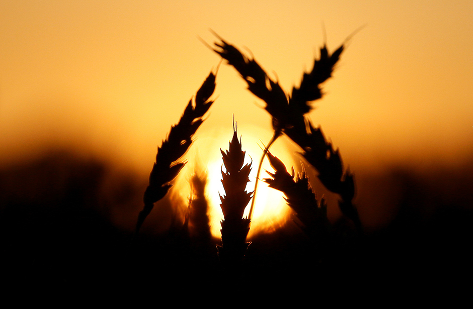 Wheat stalks during sunset in a field of the Solgonskoye farming company near the village of Talniki, southwest of the Siberian city of Krasnoyarsk, Russia. PHOTO: REUTERS