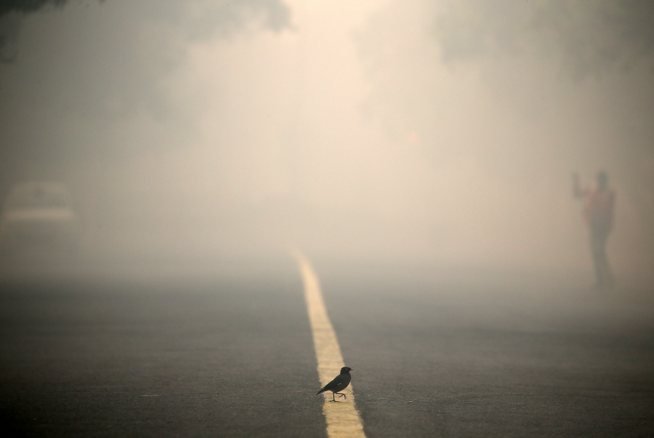 A bird crosses a smog covered road in New Delhi, India. PHOTO: REUTERS