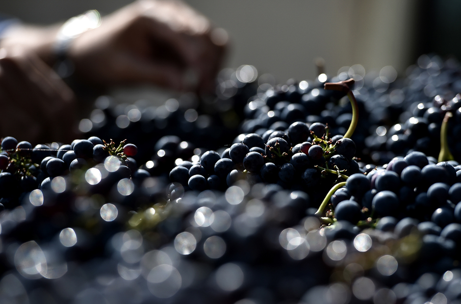 A man harvests wine grapes in Greve in Chianti, near Florence, on September 19. PHOTO: AFP