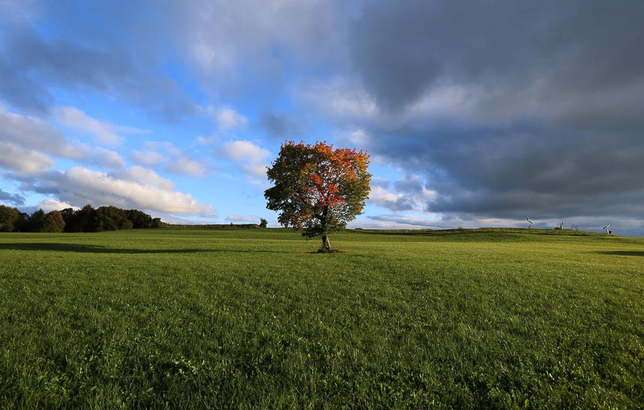 An autumnally colored tree stands on a meadow near Bernbeuren, southern Germany, on Oct. 6. PHOTO: AFP