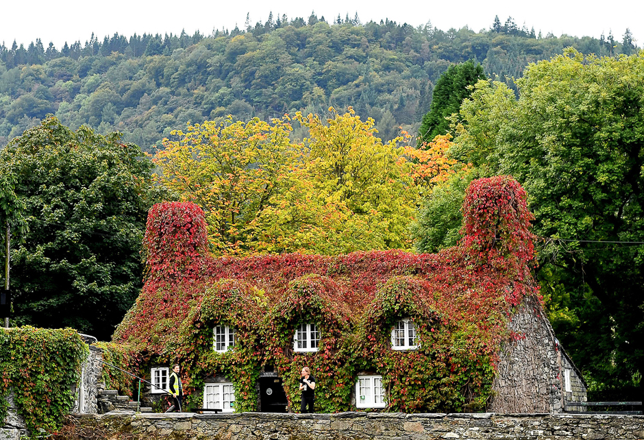 The ivy on the Tu Hwnt i'r Bont Tea Room in Llanrwst, on the banks of the River Conwy in north Wales shows red coloring. PHOTO: AFP