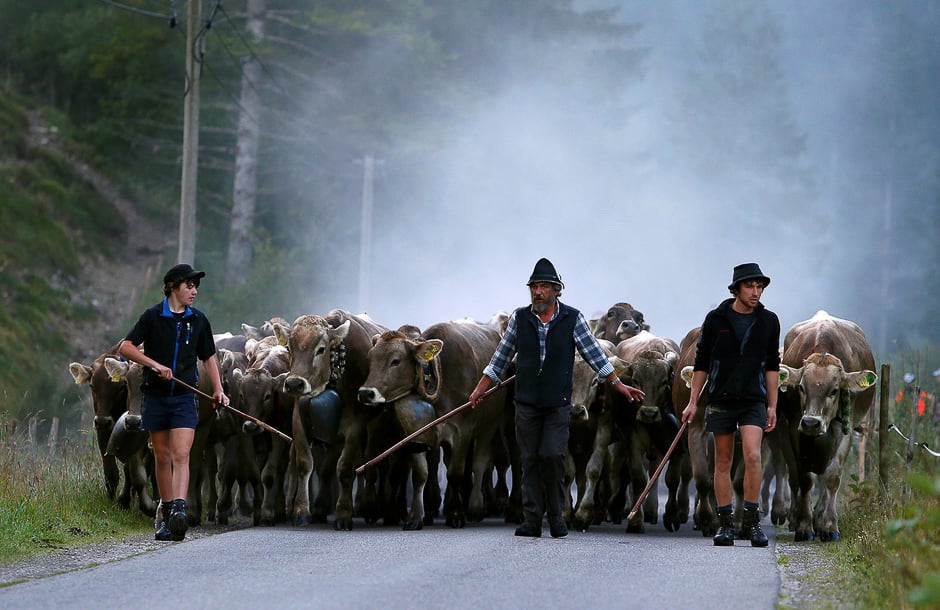Bavarian farmers escort cows during the traditional 