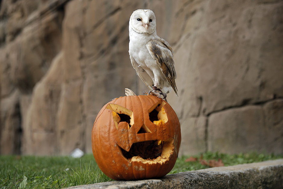 A barn owl stands on a jack-o-lantern carved from a pumpkin and used to symbolise Halloween or All Saints' Eve at the Zoom Torino zoo and amusement park in Cumiana, near Turin, northern Italy. PHOTO: AFP