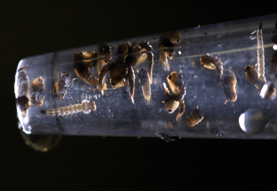 Genetically modified male Aedes aegypti mosquitoes are pictured at Oxitec factory in Piracicaba, Brazil. PHOTO: REUTERS