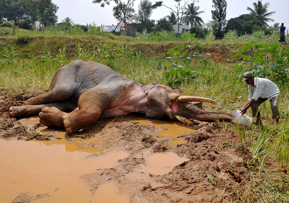 A forest guard provides water to an injured Asiatic elephant, who according to forest officials fractured his front-right leg late August while being chased by villagers, as it lies in a field in Avverahalli village on the outskirts of Bengaluru, India. PHOTO: REUTERS