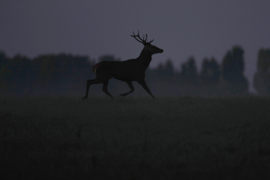 A deer runs in a field near Yvoy-Le-Marron, France, on September 22. PHOTO: REUTERS