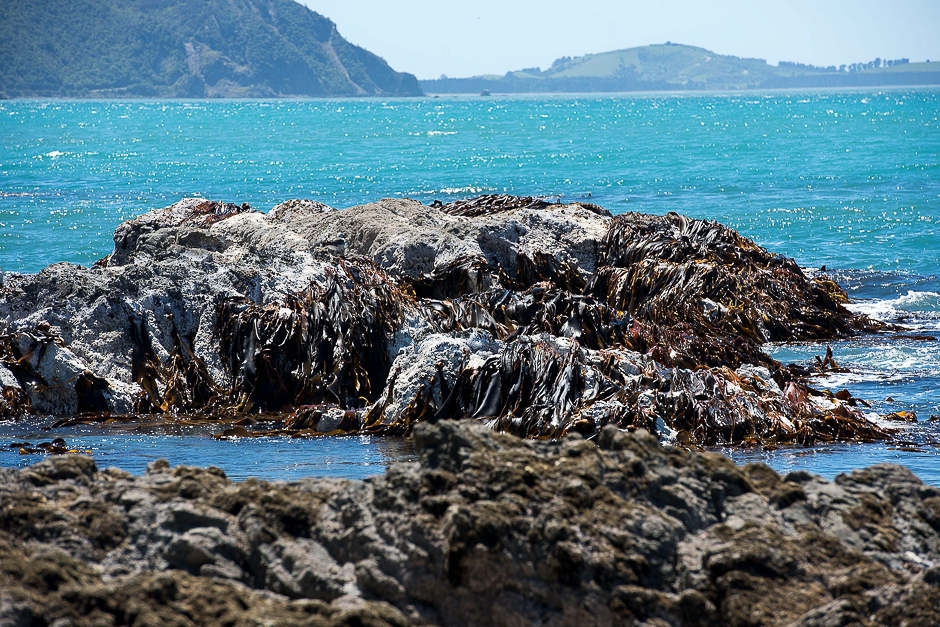 Part of the seashore that once was covered by water along State Highway 1 caused by the November 14, 7.8 earthquake that hit Kaikoura, in Oaro. PHOTO: AFP