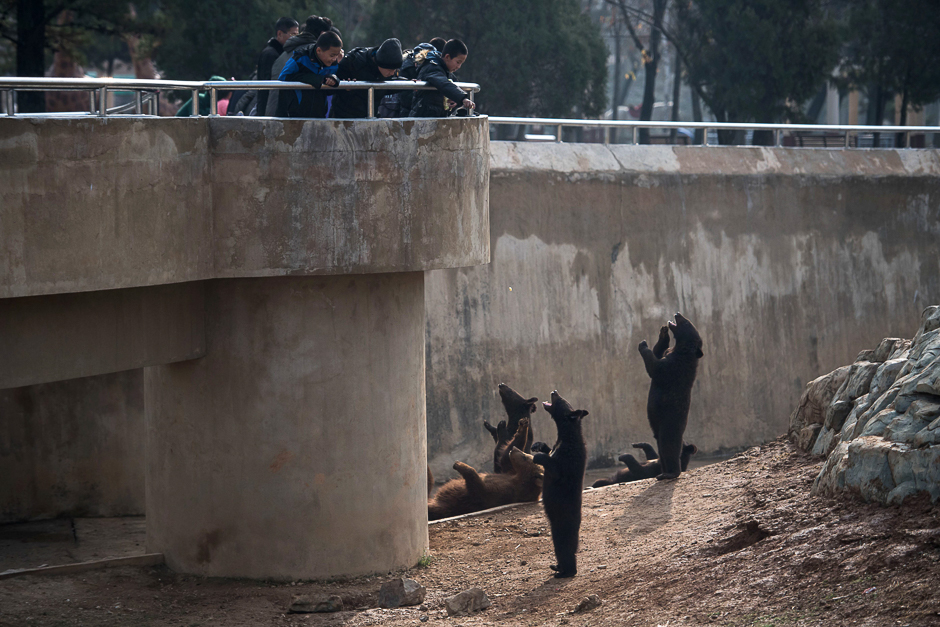 Children throw snacks to bears in an enclosure in the Central Zoo on the outskirts of Pyongyang. PHOTO: AFP