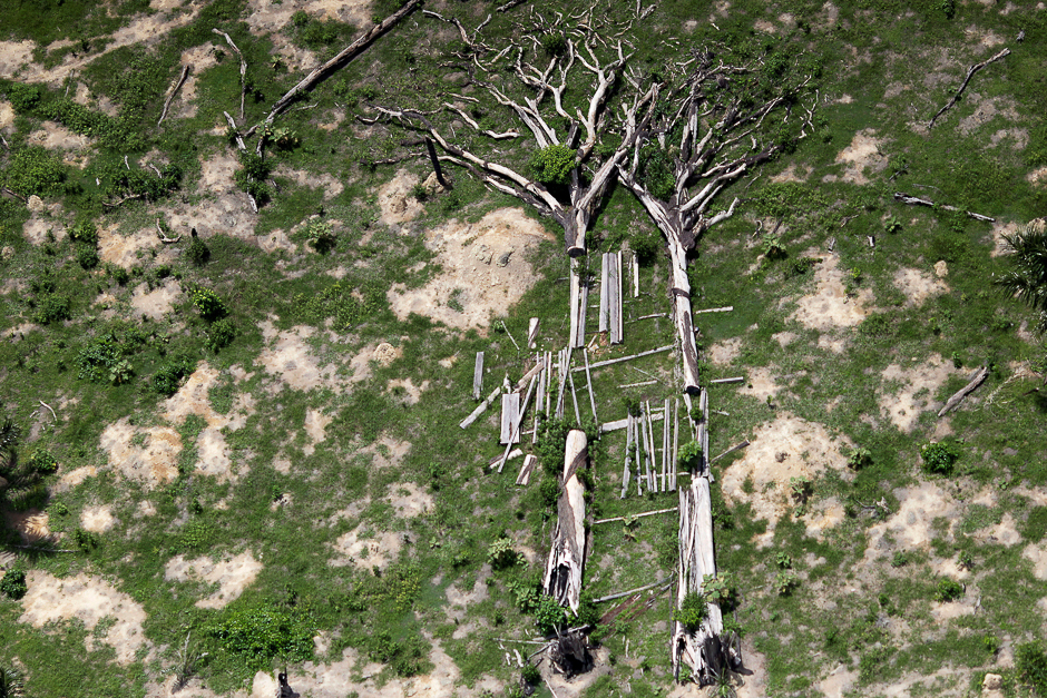 Fallen trees are seen during an operation to combat illegal mining and logging conducted by agents of the Brazilian Institute for the Environment and Renewable Natural Resources, or Ibama, supported by military police, in the municipality of Novo Progresso, Para State, northern Brazil. PHOTO: REUTERS