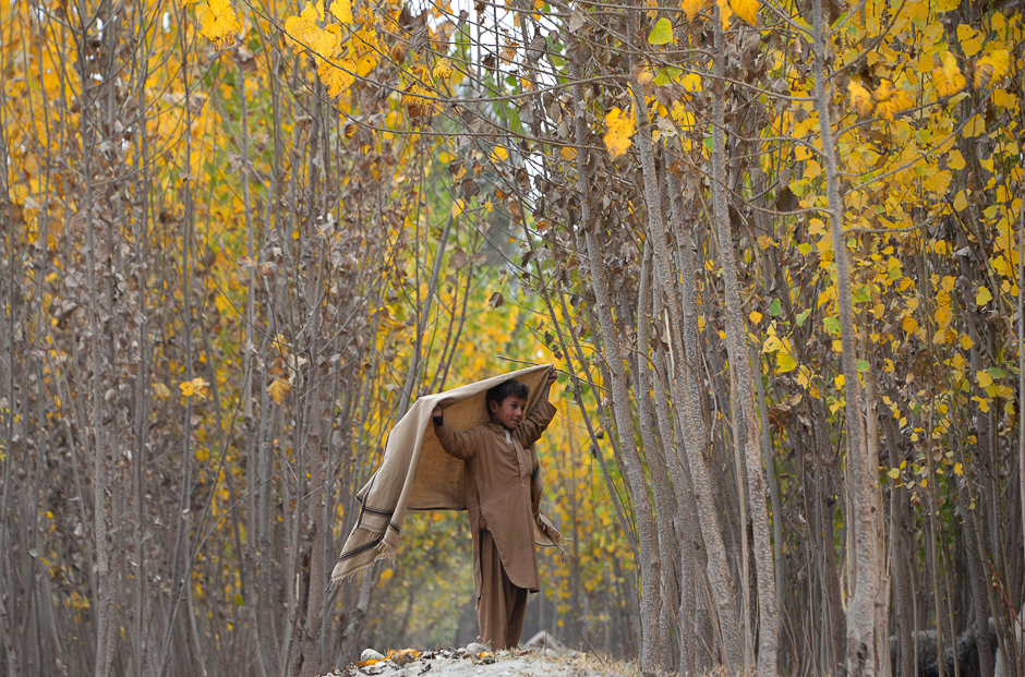 An Afghan child shepherd walks under the changing leaves of trees on the outskirts of Jalalabad. PHOTO: AFP 