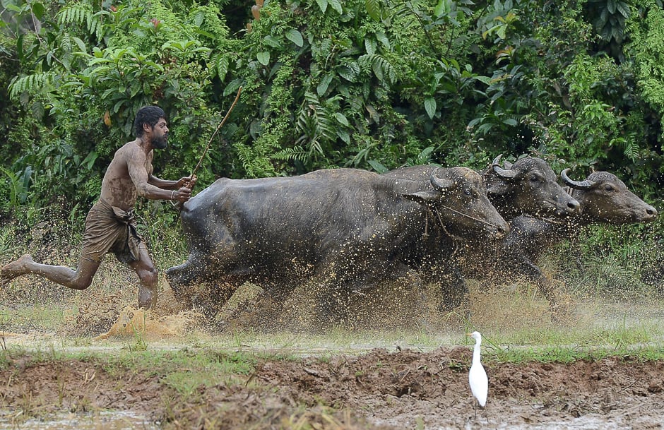 A Sri Lankan farmer ploughs a field in Horana, on the outskirts of Colombo. PHOTO: AFP