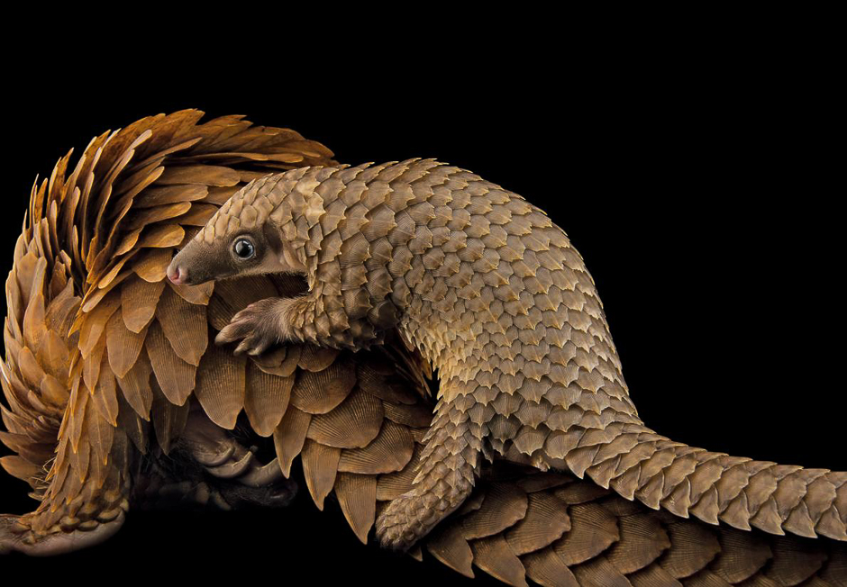 A baby African white-bellied tree pangolin hitches a ride on its mother at Pangolin Conservation, a nonprofit organisation in St. Augustine, Florida. PHOTO: JOEL SARTORE/NATIONAL GEOGRAPHIC