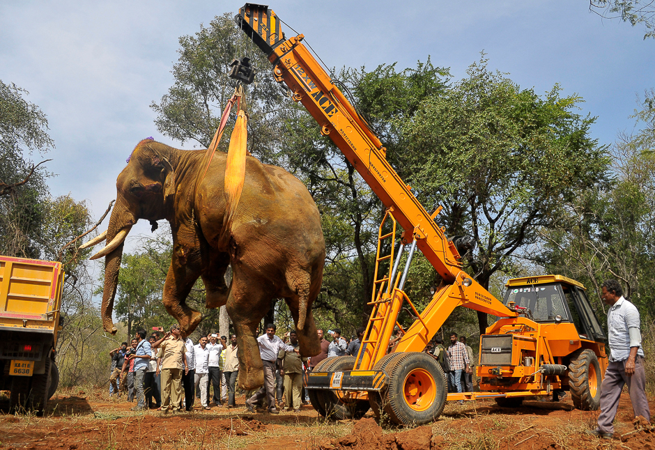 The carcass of 35-year-old elephant Sidda is lifted by a crane for its autopsy after he died of his injuries which he, according to forest officials, sustained while being chased by villagers late August, at Dabbaguli village on the outskirts of Bengaluru, India. PHOTO: REUTERS