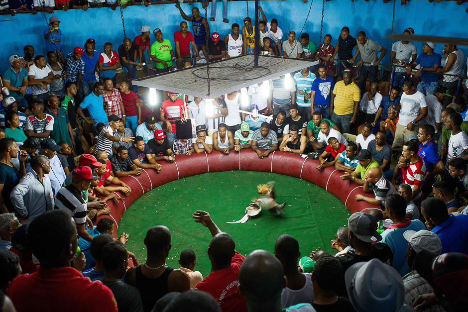 People with bets placed watch a cockfight in the Los Alcarrizos neighbourhood of in Santo Domingo, Dominican Republic, where cockfighting is a legal sport. PHOTO: AFP