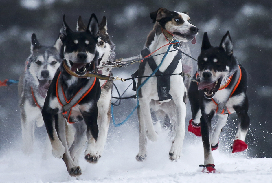 Dogs compete in a sled and skijoring race in the village of Kadnikovo outside Yekaterinburg, Russia. PHOTO: REUTERS