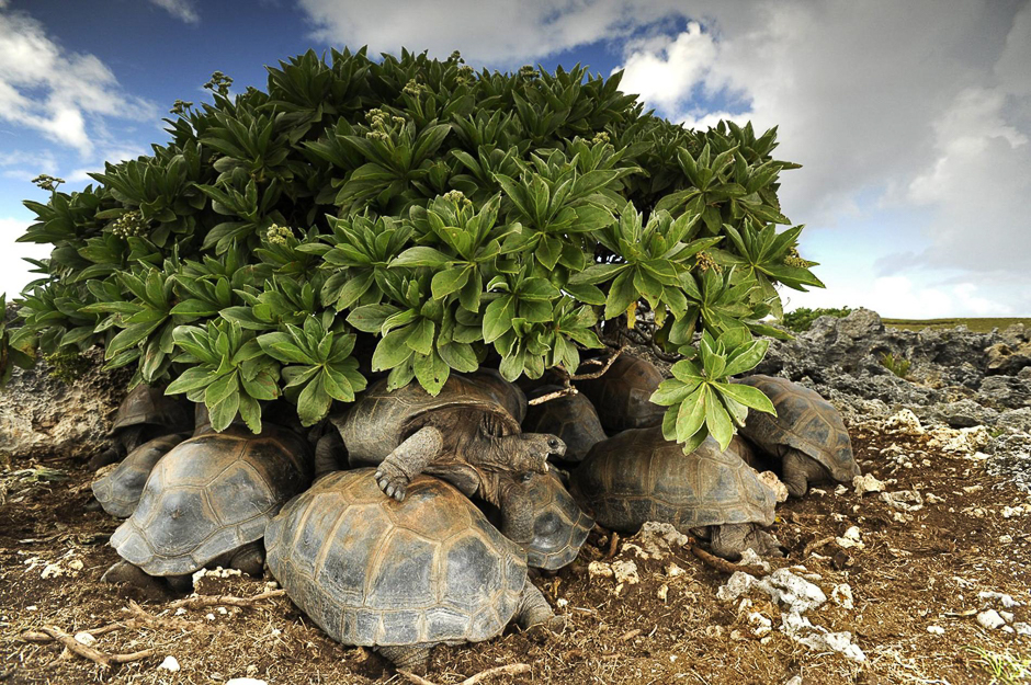 Tortoises jockey for shelter from the sun. They will cook in their shells if they remain in the heat for too long. PHOTO: THOMAS PESCHAK/NATIONAL GEOGRAPHIC
