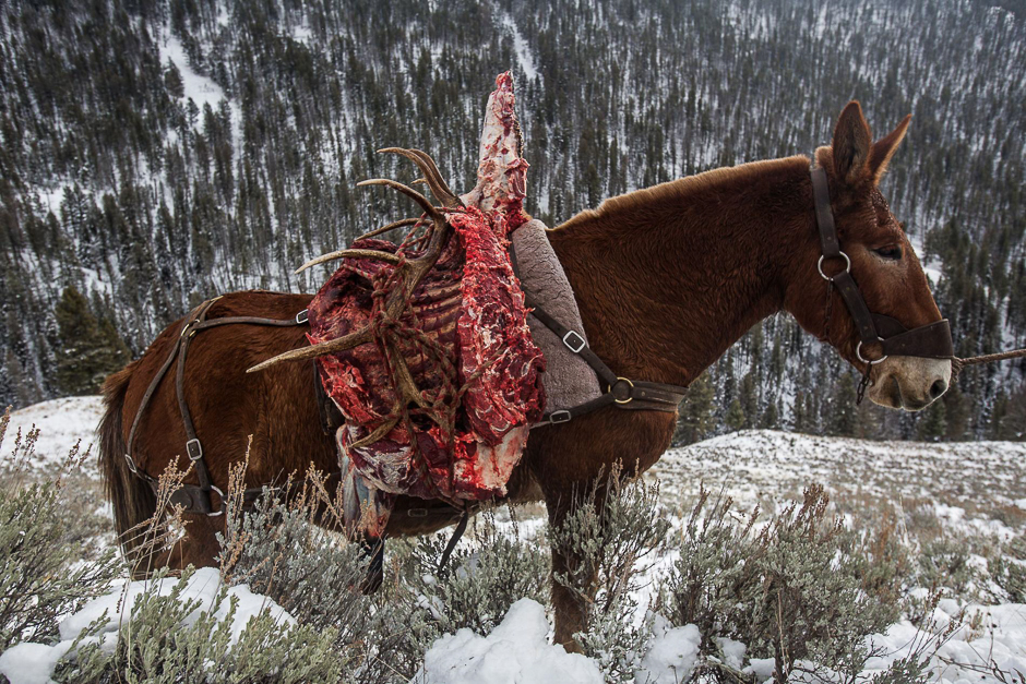 A harvested bull elk and its prized antlers are transported the old-fashioned wayâby mule. More than 72,000 hunters came to the lands around Yellowstone and Grand Teton in 2014. PHOTO: DAVID GUTTENFELDER/NATIONAL GEOGRAPHIC