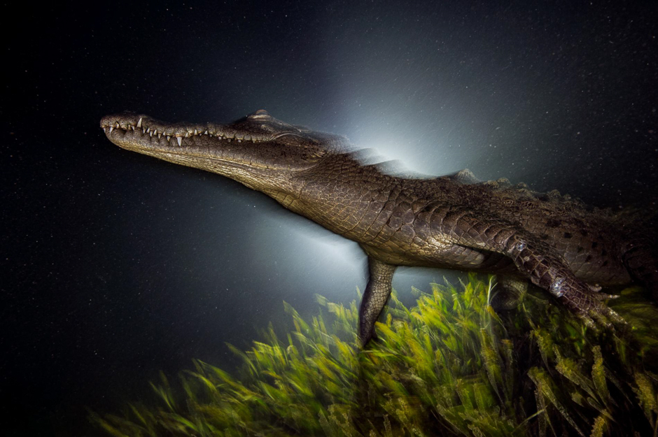 An American crocodile rises from a bed of turtle grass to return to the labyrinth of mangrove roots that offer near-impenetrable shelter. PHOTO: DAVID DOUBILET AND JENNIFER HAYES/NATIONAL GEOGRAPHIC