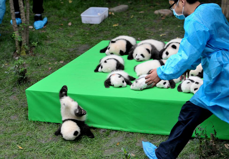 A giant panda cub falls from the stage while 23 giant pandas born in 2016 are seen on a display at the Chengdu Research Base of Giant Panda Breeding in Chengdu, Sichuan province, China, September 29, 2016. PHOTO: REUTERS
