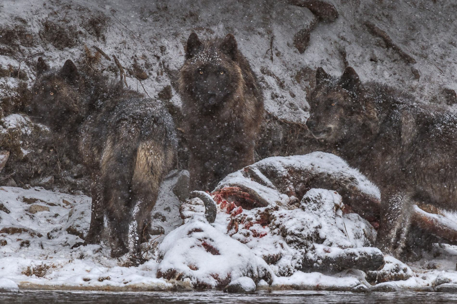 The carcass of a bison that drowned in the Yellowstone River became a feast for this wolf and her two-year-old offspring. PHOTO: RONAN DONOVAN/NATIONAL GEOGRAPHIC