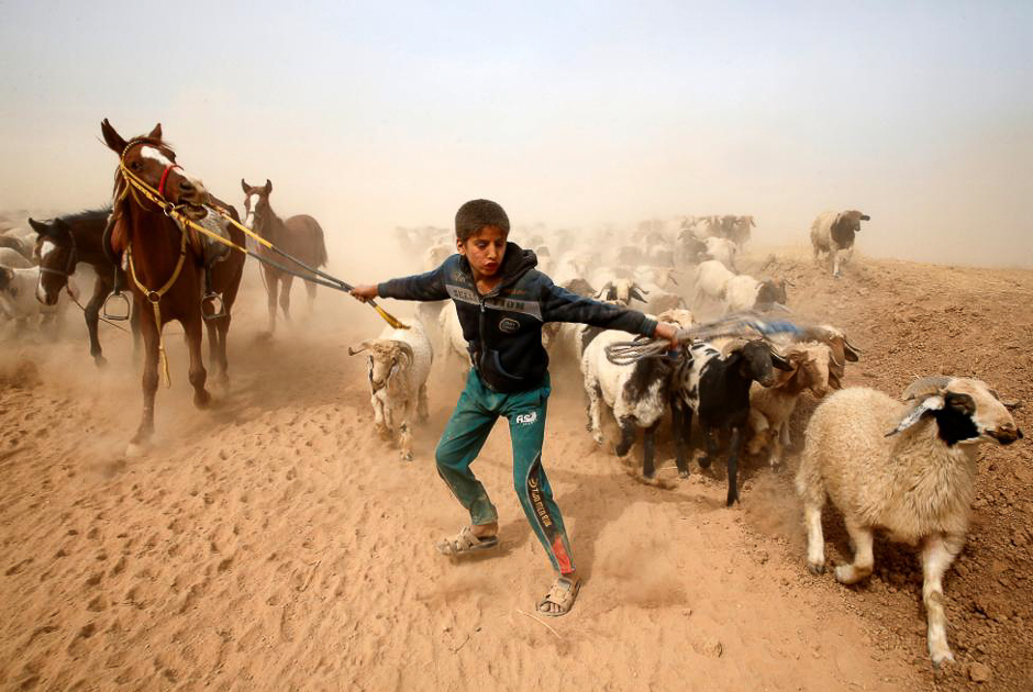 A displaced Iraqi boy leads his animals to safety after escaping from Islamic State controlled village of Abu Jarboa during clashes with IS militants near Mosul, Iraq November 1, 2016. PHOTO: REUTERS