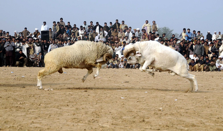 View of goats fighting in an annual competition held in Rawalpindi. PHOTO: PPI