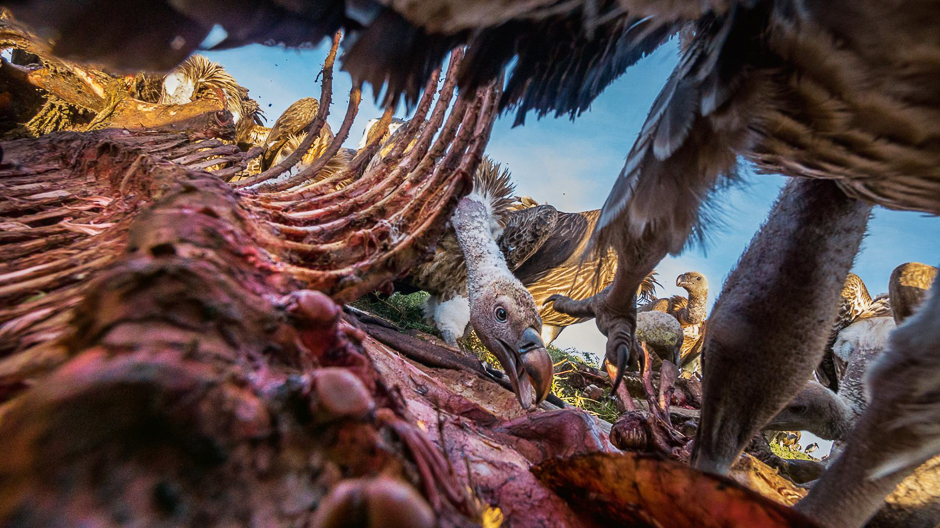 A young RÃ¼ppellâs vulture eats a piece of zebra in the Serengeti. More dominant birds have taken their fill of the choice meat, leaving the skin and bones for other birds. PHOTO: CHARLIE HAMILTON JAMES/NATIONAL GEOGRAPHIC
