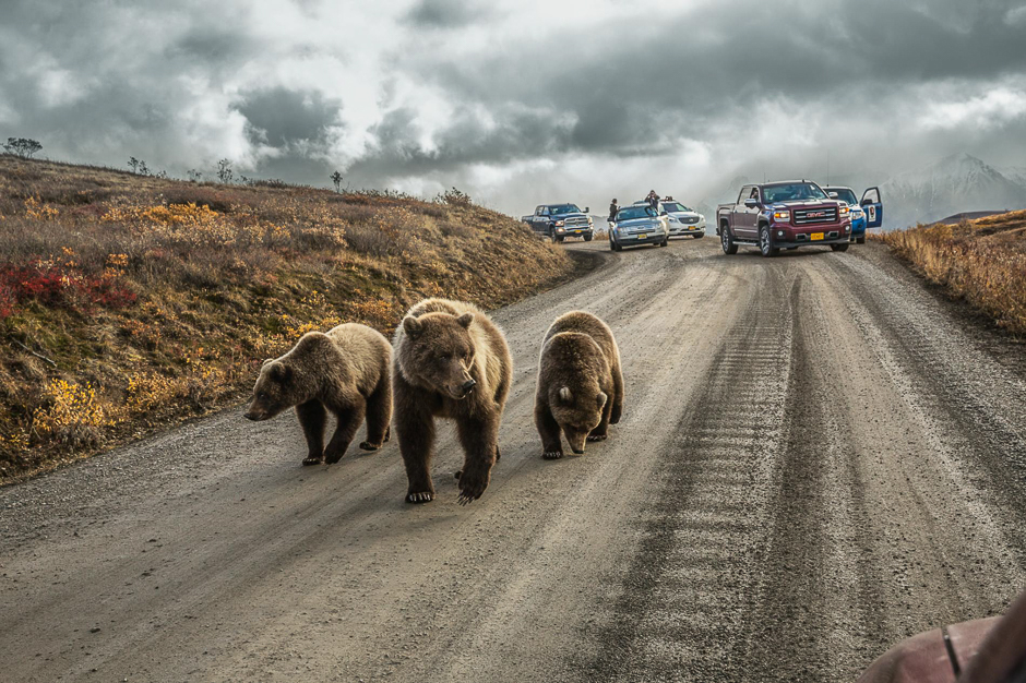 In Alaska, a mother grizzly and her cubs cause a âbear jamâ on Denaliâs 92-mile-long Park Road, open to private vehicles only five days each summer. PHOTO: ARON HUEY/NATIONAL GEOGRAPHIC