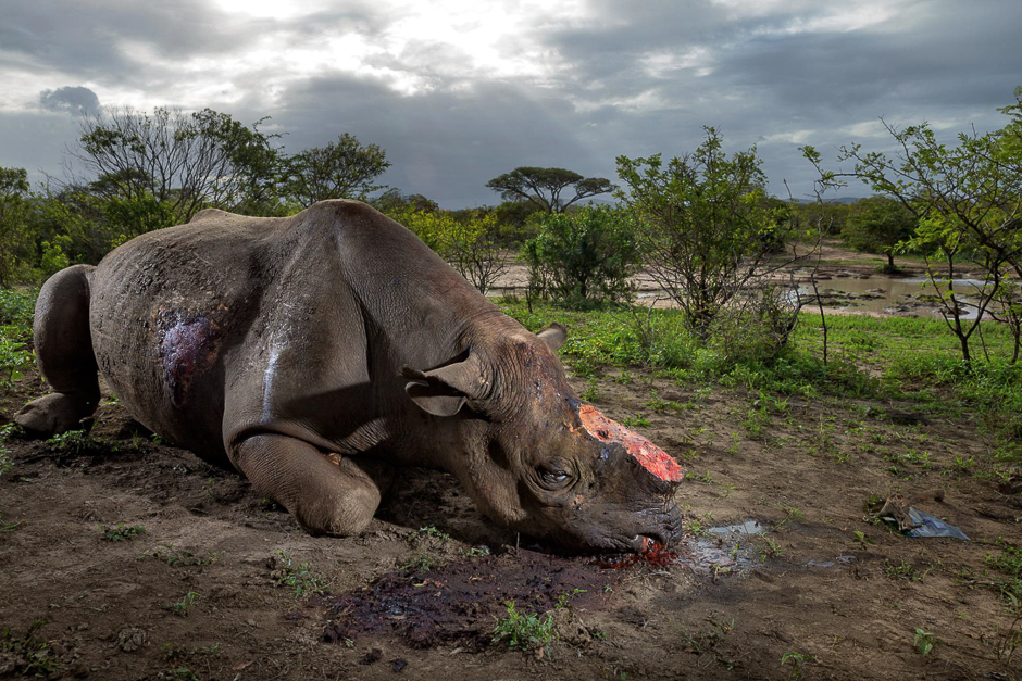 Poachers killed this black rhinoceros for its horn with high-caliber bullets in South Africaâs Hluhluwe-Imfolozi Park. Black rhinos number only about 5,000 today. PHOTO: BRENT STIRTON /NATIONAL GEOGRAPHIC