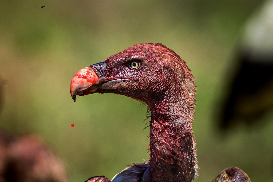 Blood drips from a RÃ¼ppellâs vultureâs beak. The neck and head are sparsely feathered, which helps keep gore, guts, and fecal matter from clinging in a deep carcass dive. PHOTO: CHARLIE HAMILTON JAMES/NATIONAL GEOGRAPHIC
