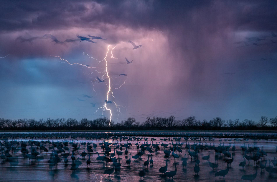 As an evening storm lights up the sky near Wood River, Nebraska, about 413,000 sandhill cranes arrive to roost in the shallows of the Platte River. PHOTO: RANDY OLSON/NATIONAL GEOGRAPHIC 
