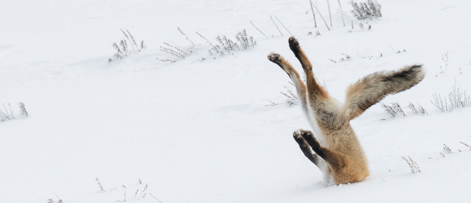 This picture of a faceplanting fox, which ended up in the snow, impressed judges at this year's Comedy Wildlife Photo AwardS. PHOTO: BARCROFT IMAGES
