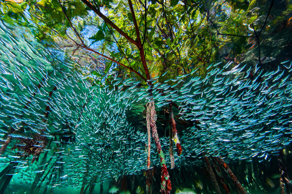 Silversides swirl through mangroves in the coral reefs off Cuba. The finger-size fish form large schools to try to confuse predators. PHOTO: DAVID DOUBILET AND JENNIFER HAYES/NATIONAL GEOGRAPHIC