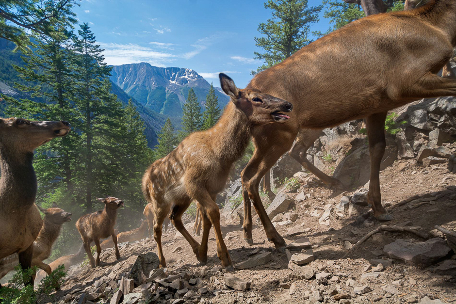 On their first migration to their summer range in southeastern Yellowstone, three-week-old calves of the Cody elk herd follow their mothers up a 4,600-foot slope. PHOTO: JOE RIIS/NATIONAL GEOGRAPHIC