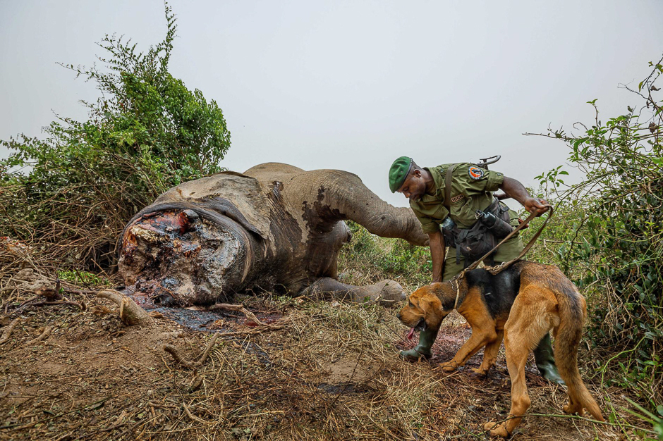 With the help of a bloodhound, a ranger tries to track the poachers who killed this elephant and cut off part of its head to get away quickly with its ivory tusks. PHOTO: BEN STIRTON/NATIONAL GEOGRAPHIC