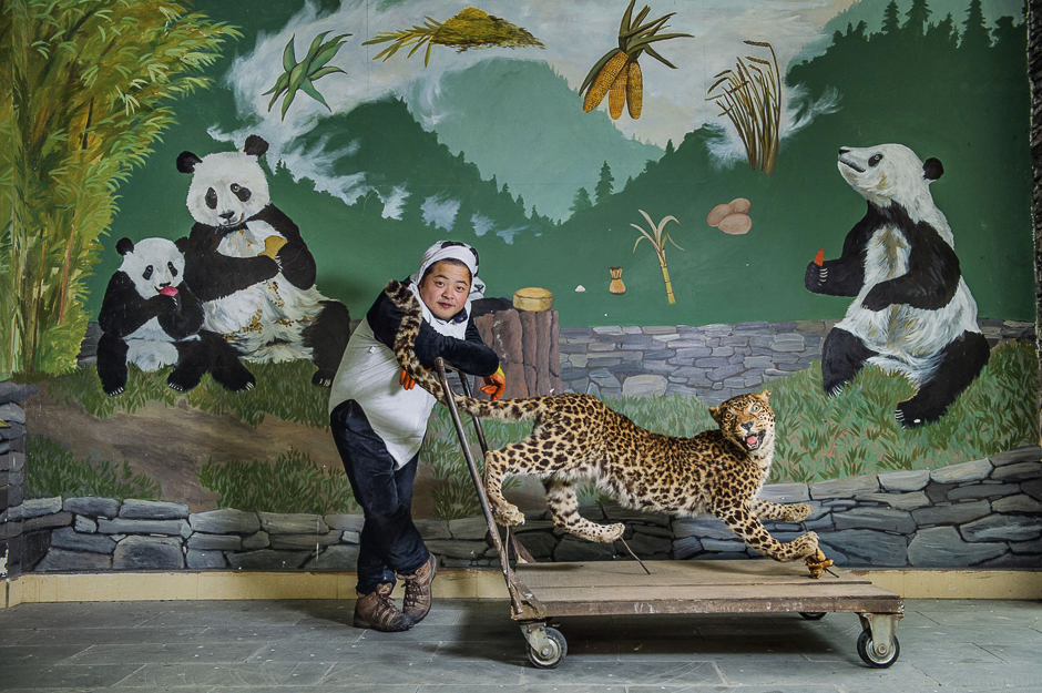 A panda keeper in China uses a stuffed leopard to train young pandas to fear their biggest wild foe. A cubâs reactions help determine if the bear is ready to survive on its own. PHOTO: AMI VITALE/NATIONAL GEOGRAPHIC