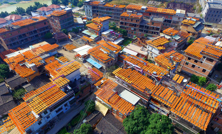 Persimmons dry on rooftops in Anxi county, Quanzhou, Fujian province. PHOTO: REUTERS