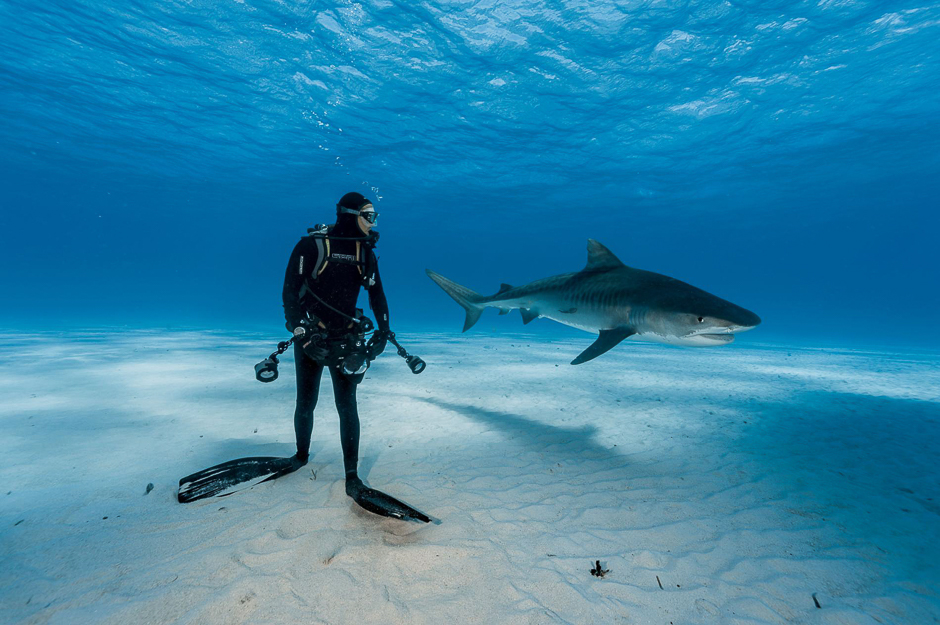 A diver keeps a close watch on a tiger shark in the Bahamas. But the scene may not be as dangerous as it looks: Tigers rely on surprise to hunt prey and are unlikely to attack divers who keep them in sight. PHOTO: BRIAN SKERRY/NATIONAL GEOGRAPHIC