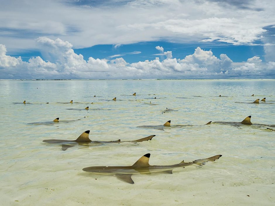 Lounging in inches of warm water, blacktip reef sharks wait for the tide to refill the lagoon at Seychellesâ Aldabra Atoll. PHOTO: THOMAS P. PESCHAK/NATIONAL GEOGRAPHIC