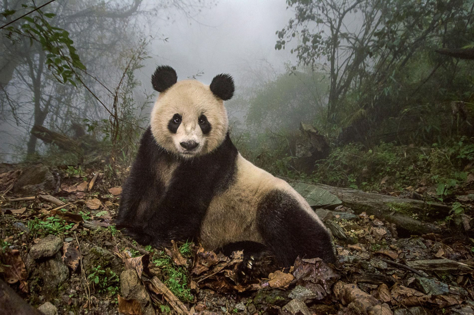 Ye Ye, a 16-year-old giant panda, lounges in a wild enclosure at a conservation centre in Chinaâs Wolong Nature Reserve. PHOTO: AMI VITALE/NATIONAL GEOGRAPHIC