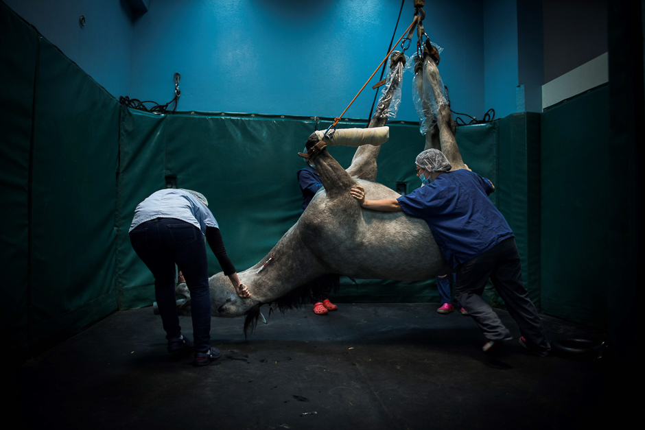 A horse is brought to a recovery room after surgery at the veterinary clinic of the equestrian training centre of Grosbois in Marolles-en-Brie. PHOTO: AFP