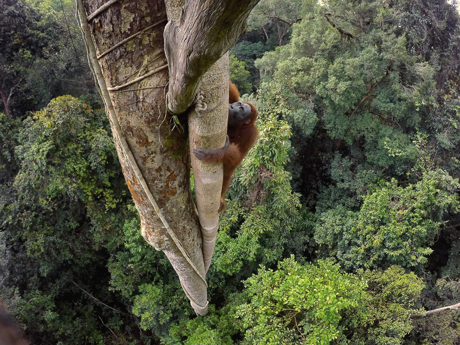Tempted by the fruit of a strangler fig, a Bornean orangutan climbs 100 feet into the canopy. With males weighing as much as 200 pounds, orangutans are the worldâs largest tree-dwelling animals. PHOTO: TIM LAMAN/NATIONAL GEOGRAPHIC