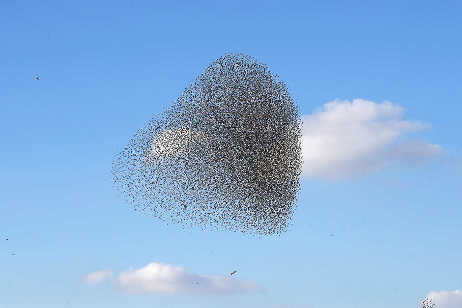 A murmuration of migrating starlings is seen across the sky near the city of Beer Sheva, southern Israel. PHOTO: REUTERS